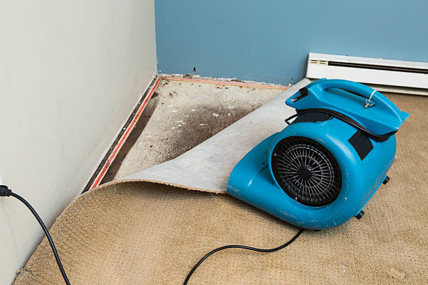 Best Professional water damage repair  in Stonewall, LA